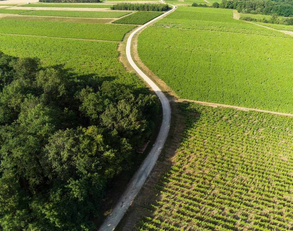 Paysage naturel de Touraine Oisly montrant des vignes verdoyantes et un chemin sinueux, illustrant le terroir où est cultivé le Sauvignon.